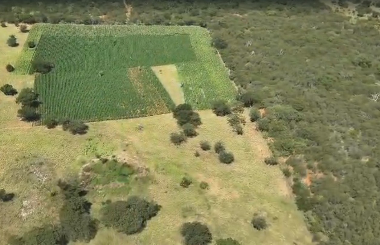 Polícia Civil localiza plantação com cerca de 300 mil pés de maconha na BA; casal é preso em flagrante