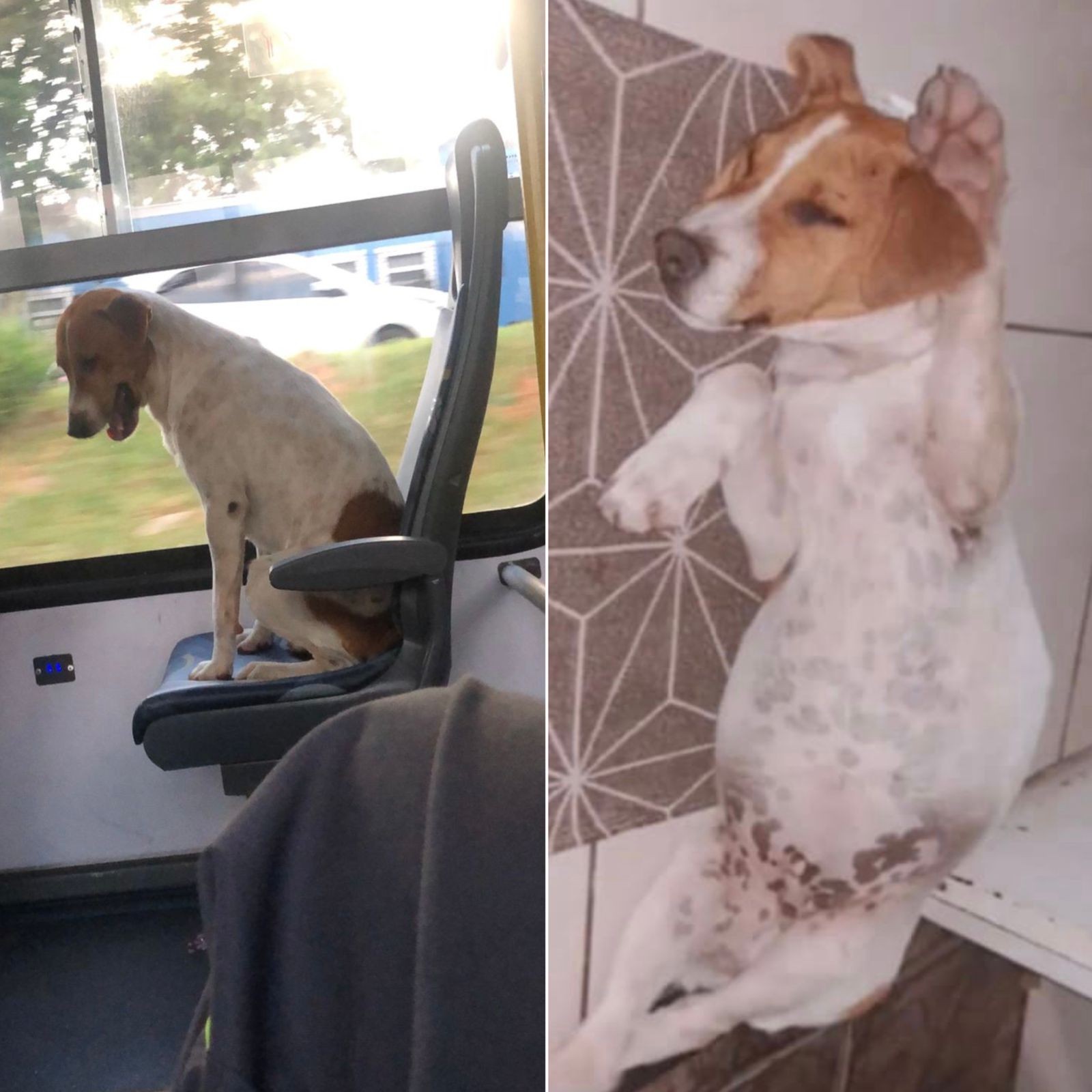 De ‘passageiro de ônibus’ a caramelo raiz: Billy segue arteiro e pode até ter virado pai