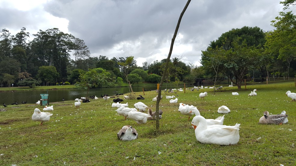 Patos, gansos e cisnes se misturam no lago do Parque do Ibirapuera, em São Paulo. — Foto: Rodrigo Rodrigues/G1