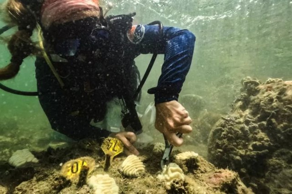 Ondas de calor no Oceano estão matando corais — Foto: Reuters