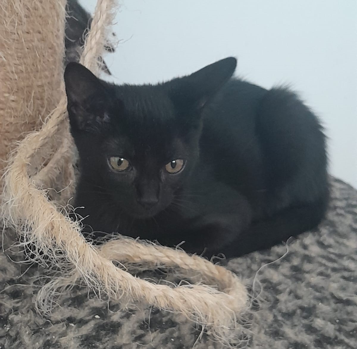 Mogi das Cruzes tem feira de adoção de cães e gatos neste sábado