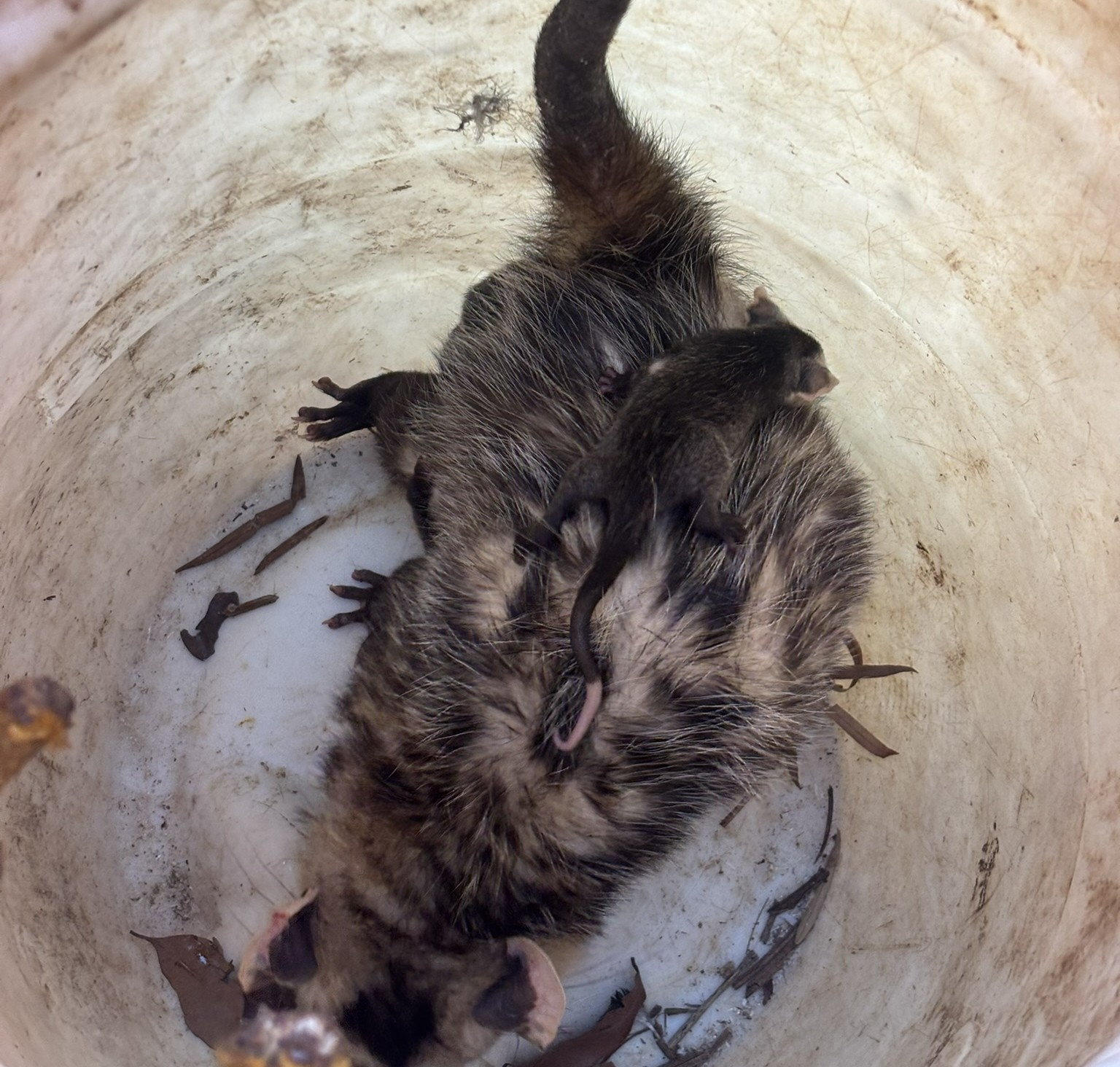 VÍDEO: Gambá aproveita momento de calma em rua movimentada para reencontrar filhotes em MG