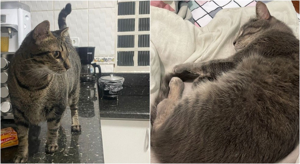 A gata Rubi e o gato Téo são os novos irmãozinhos da Pérola, gata que foi agredida em Piraju (SP) — Foto: Arquivo pessoal/Nelsiane Prachedes