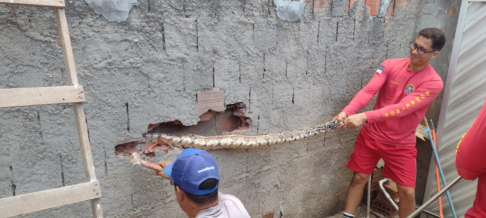 Jiboia de quase 2 metros é encontrada por morador dentro da parede de casa em Caruaru