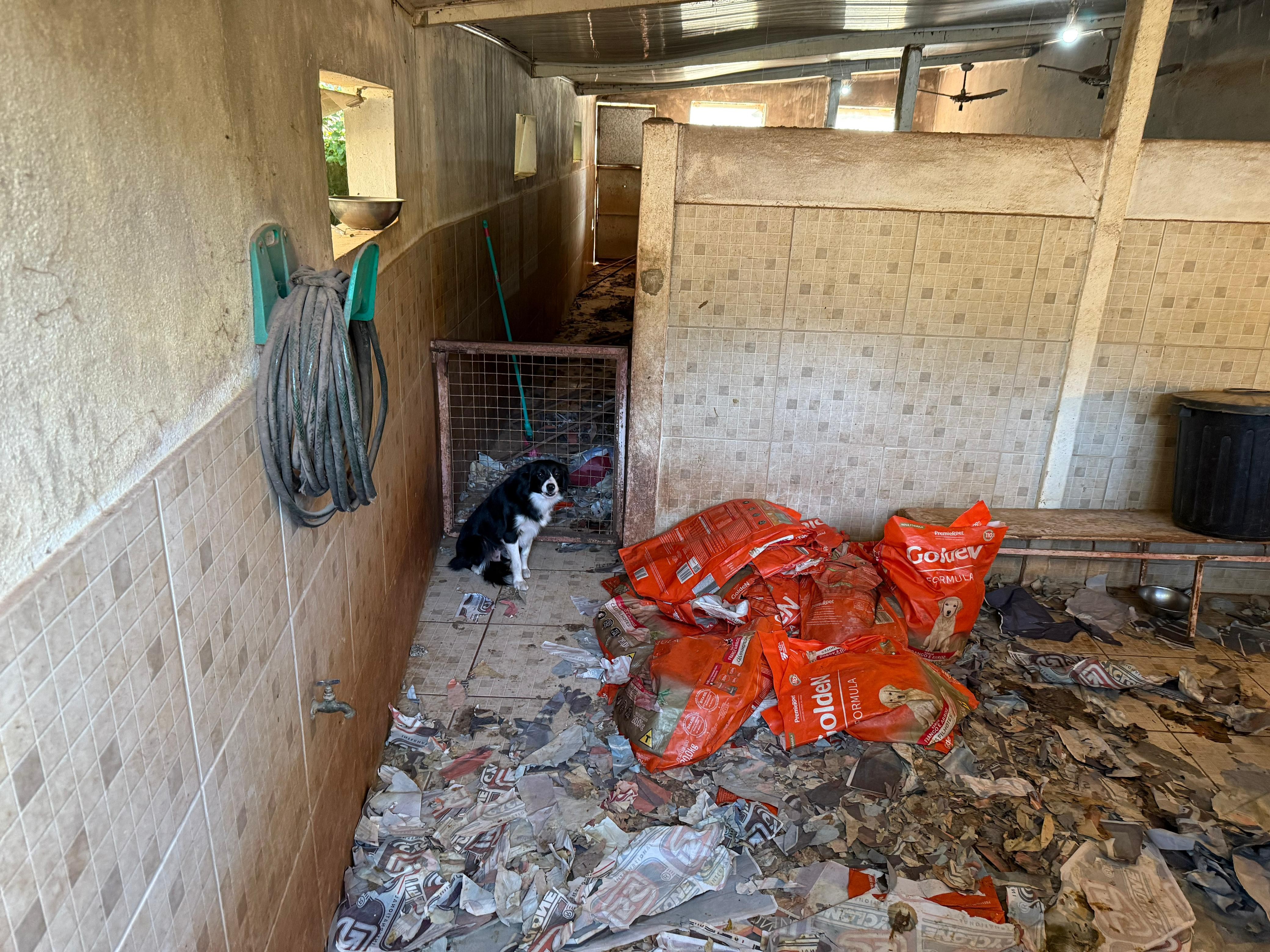 Canil clandestino com cerca de 200 animais maltratados é fechado em Embu das Artes; proprietária é presa em flagrante