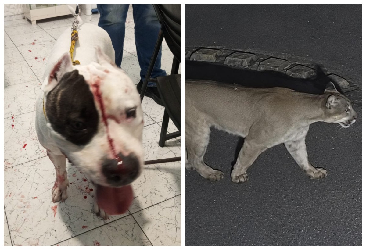 Tutora de pitbull atacado por onça-parda em SP coloca caixa de música no fundo de casa para evitar volta do animal 