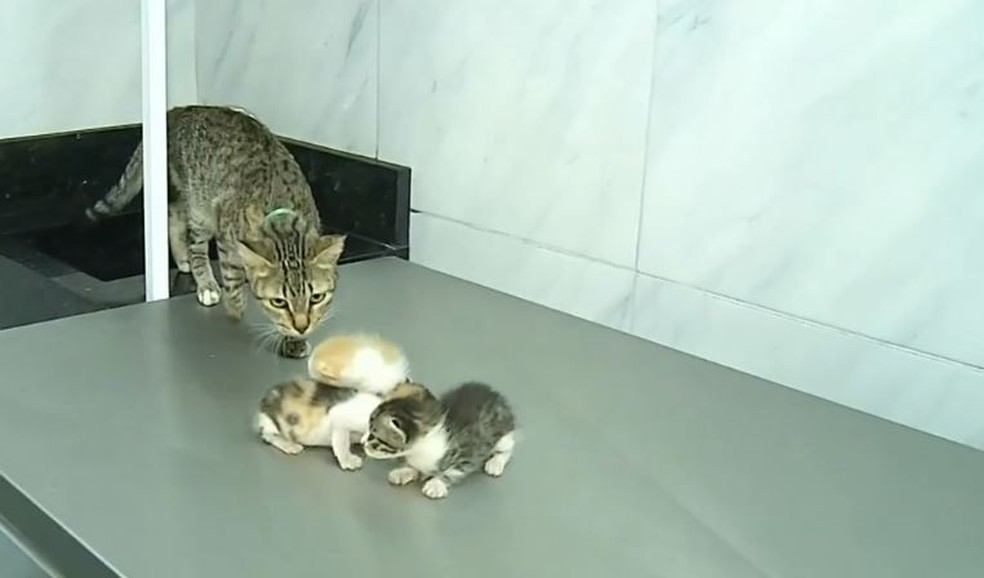 Gatinha e os outros três filhotes que sobreviveram foram acolhidos pelos funcionários da clínica e passaram por avaliação. — Foto: Reprodução