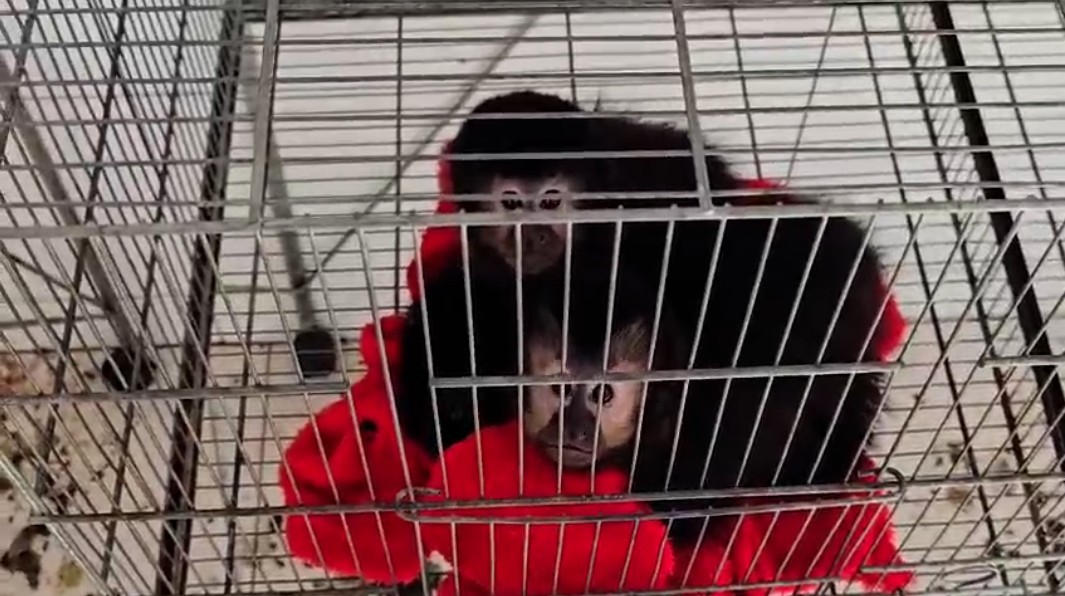 Último criadouro de macacos-prego do Brasil é fechado por maus-tratos: 'Manejo era feito na base do terror'
