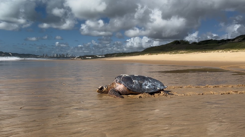 Tartaruga é solta após ser resgatada no litoral do RN — Foto: Cemam/Reprodução