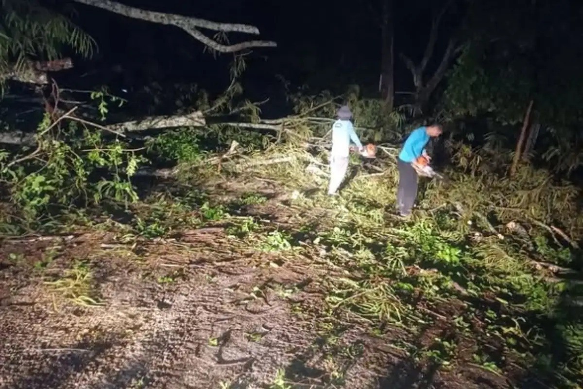 Árvore cai durante temporal e deixa turistas isolados no Morro do Paxixi, no Pantanal