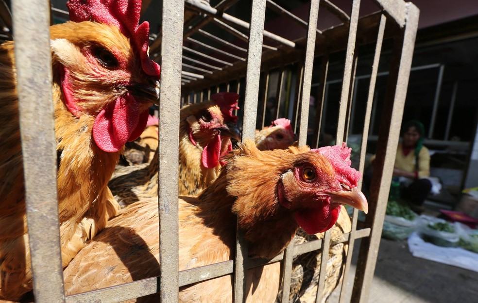 Japão sacrificou quase 300 mil frangos para conter a gripe aviária — Foto: Reuters