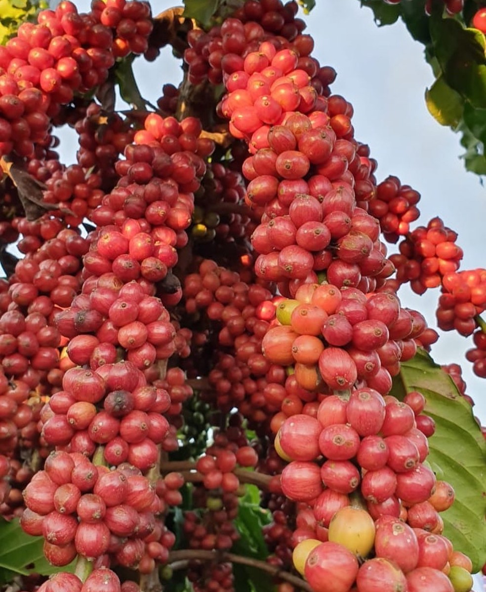 Caf&eacute; Robusta Amaz&ocirc;nico &mdash; Foto: Reprodu&ccedil;&atilde;o/LaCoop Amaz&ocirc;nia