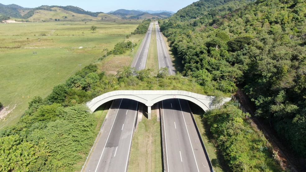 Viaduto vegetado em Silva Jardim,  em frente à Reserva Biológica de Poço das Antas. — Foto: Gustavo Luna e Jorge Leite (ICMBio)
