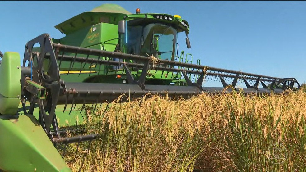 Depois de 6 anos, Brasil deve voltar a colher safra recorde de arroz — Foto: Jornal Nacional/ Reprodução