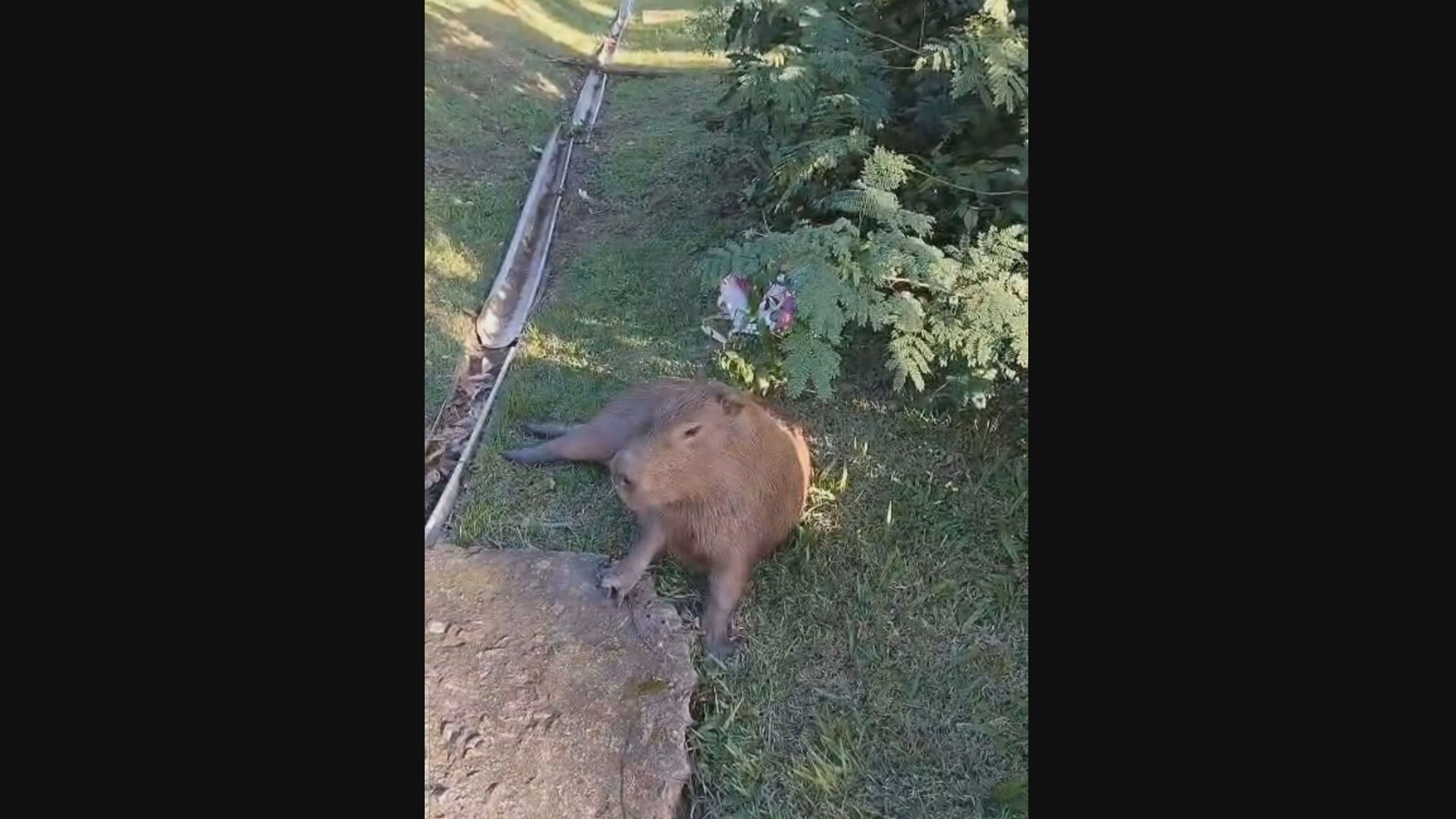 Capivara atropelada no Itanhangá é resgatada e levada para centro de reabilitação