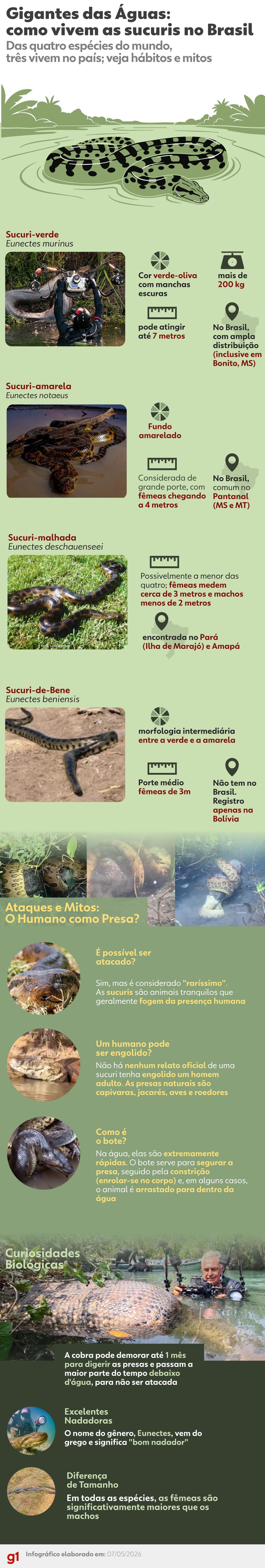 Turistas mergulham ao lado de sucuri em MS