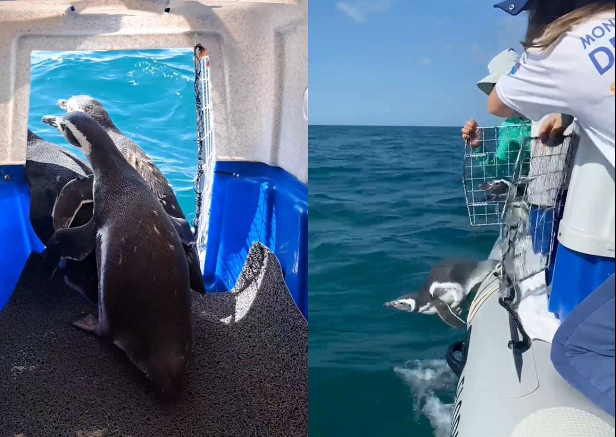 Pinguins ‘passeiam’ de barco e saltam no mar após reabilitação em Florianópolis; VÍDEO