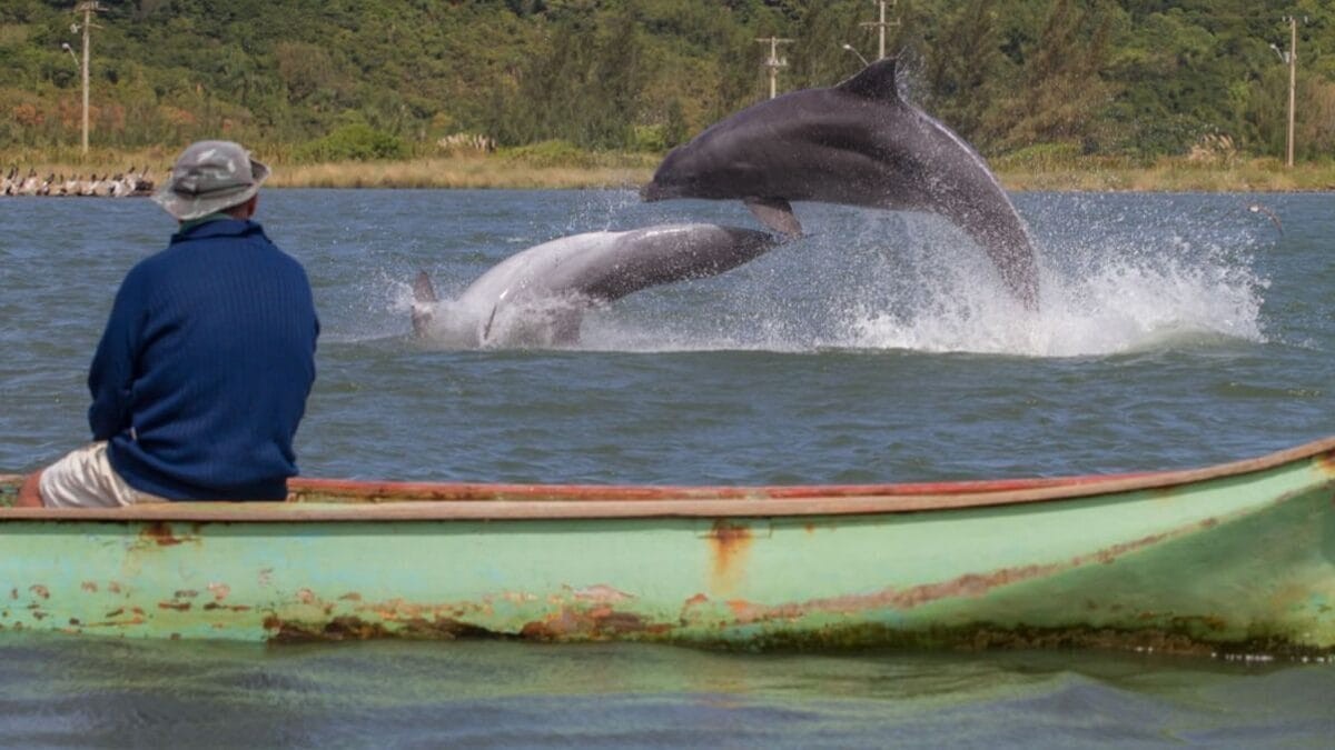 Parceria entre botos e pescadores para captura de peixes vira patrimônio imaterial do Brasil; entenda