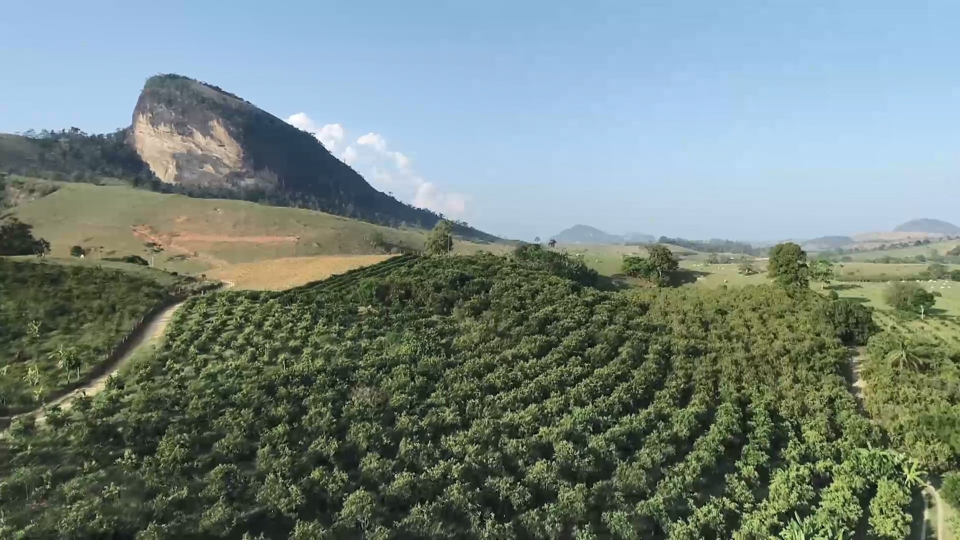 Clima ajuda na colheita de laranja e produtores devem renovar as lavouras no ES