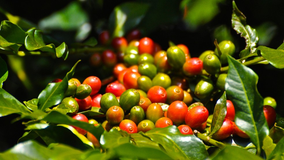 Cooxupé integra estudo internacional que analisa pegada de carbono do café, com foco em sustentabilidade e eficiência produtiva – Crédito: Divulgação.