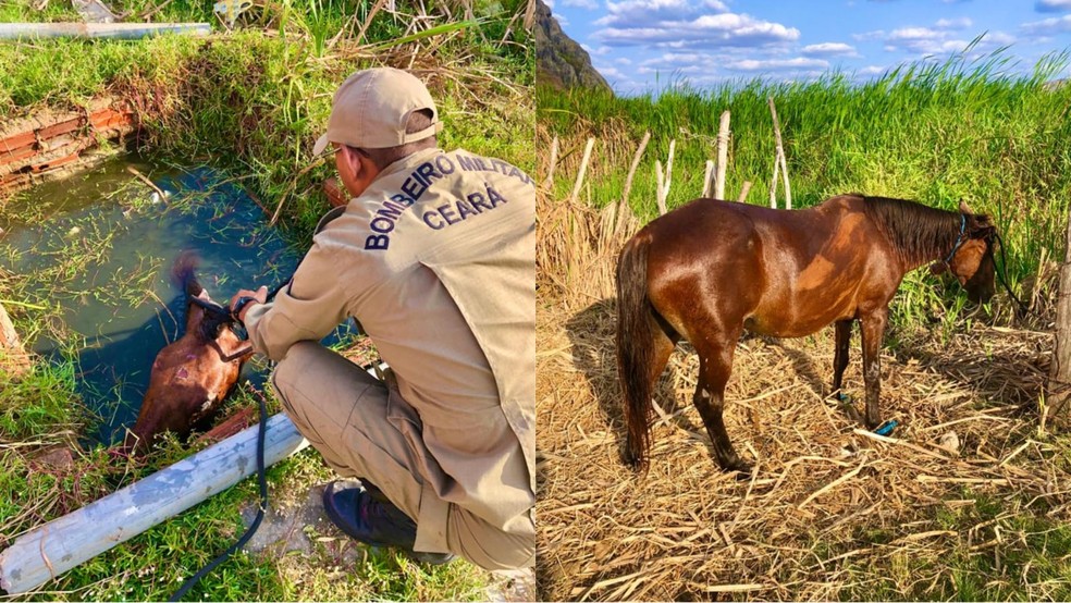 Égua é encontrada amarrada, cega e com sinais de maus-tratos em cacimba no Ceará. — Foto: Corpo de Bombeiros/Reprodução