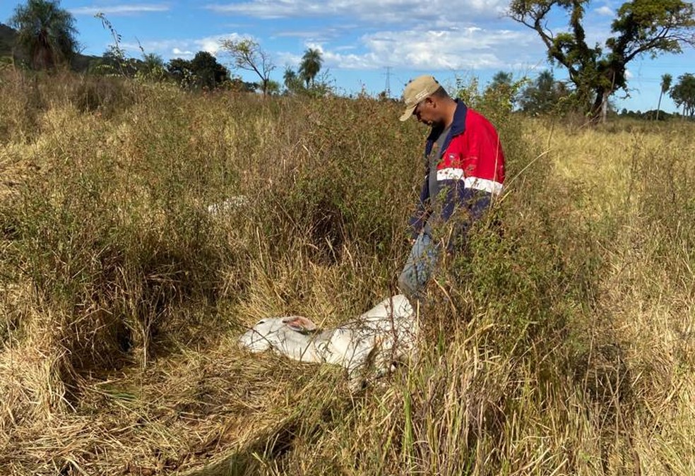 Bezerros morrem de frio em fazenda no Pantanal de MS — Foto: Jarderson Moreira