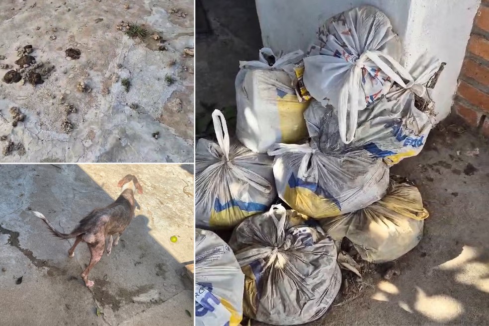 Caso que marcou atuação de agente policial envolvia casa com pilhas de fezes e cães em situação extrema em Pirapozinho (SP) — Foto: Polícia Ambiental/Arquivo