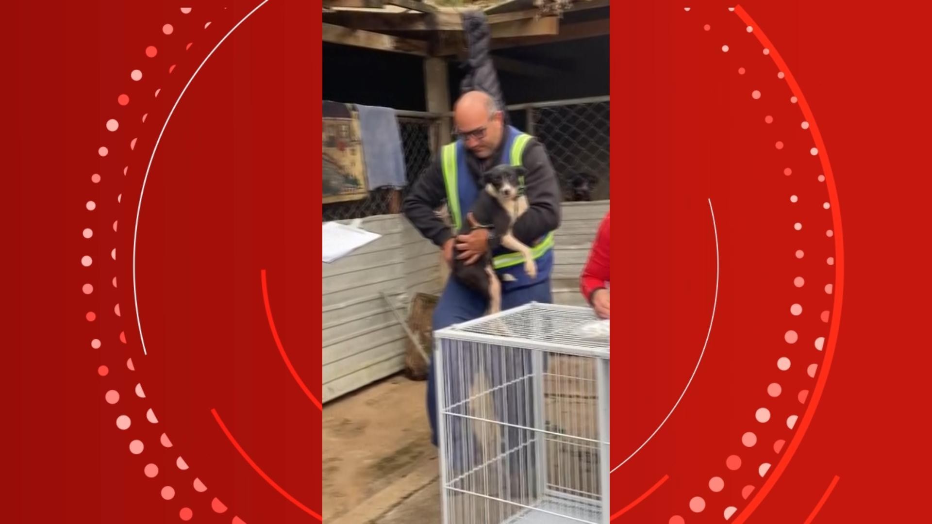 Hotel para pets na Grande Curitiba é interditado e 46 animais são resgatados após descoberta de maus-tratos, diz secretária municipal