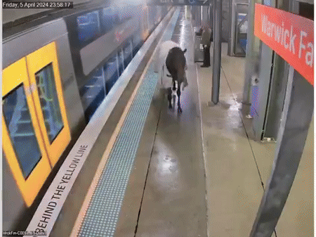 Vídeo: cavalo invade plataforma de trem na Austrália