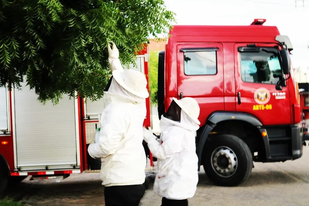 Bombeiros tiram exame de abelha de árvore — Foto: CBMRN/Divulgação