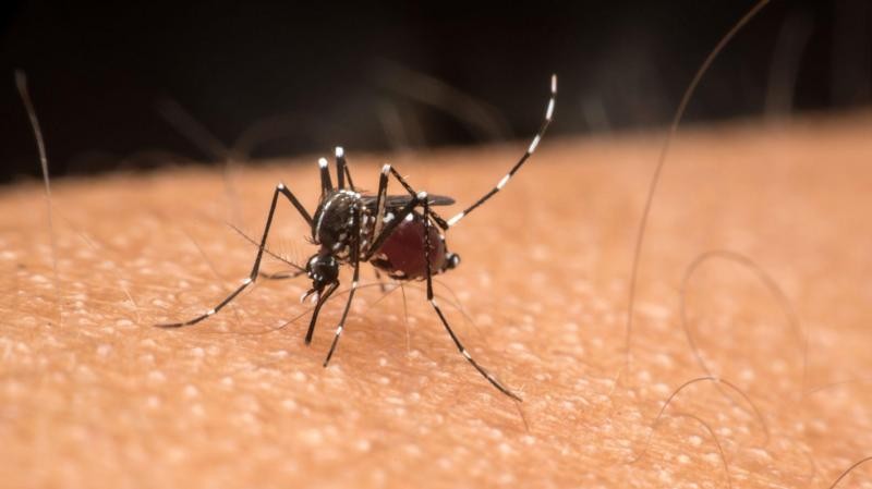 Número de casos de dengue aumenta 650% em SC e estado deve decretar emergência