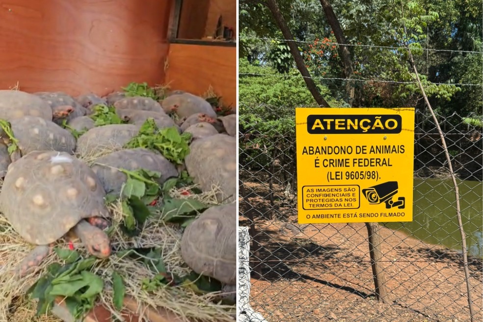 Órgãos planejam transferir 180 jabutis de praça de Adamantina (SP) — Foto: Reprodução/Prefeitura