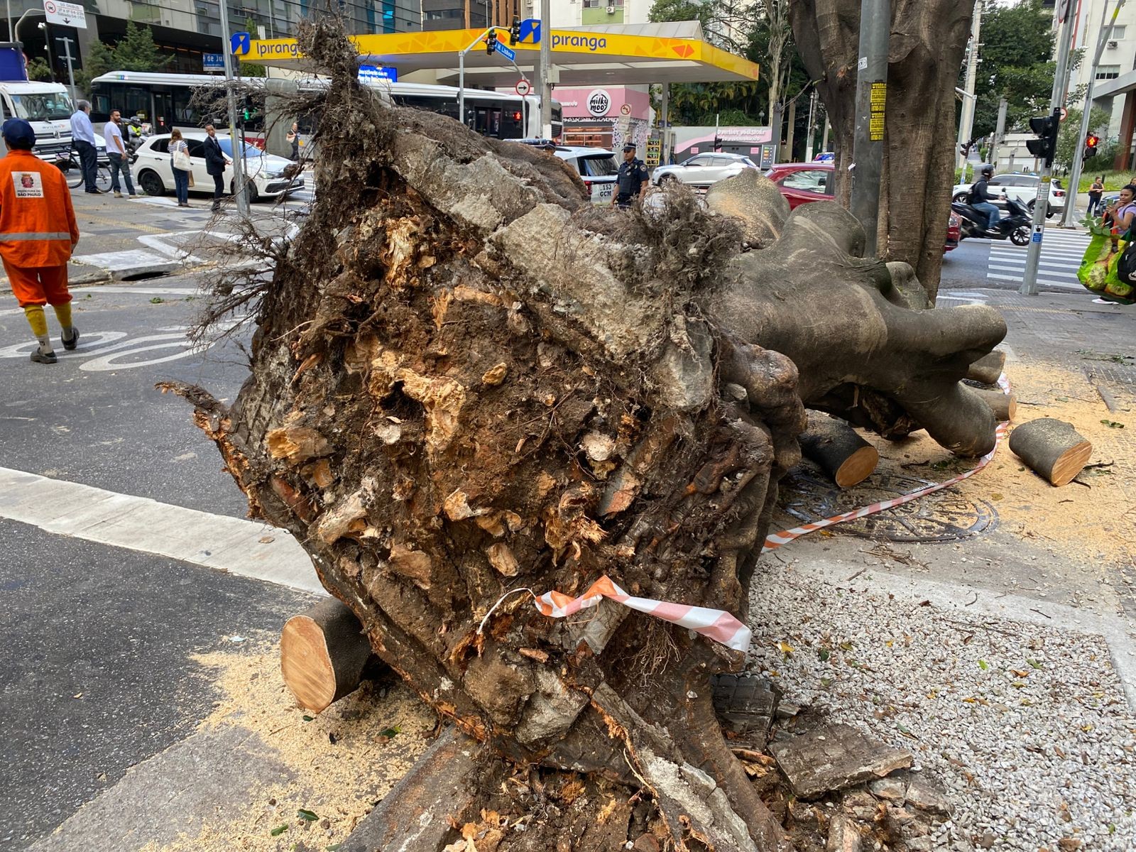 Árvore de grande porte cai e atinge veículo na Zona Sul de São Paulo