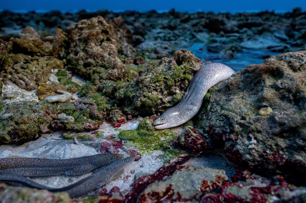Local: ilha D'Arros, ilhas Amirante, Seicheles — Foto: Shane Gross