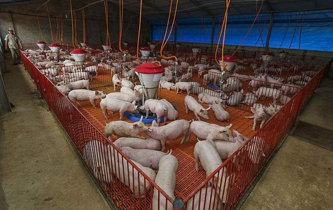 Entenda como gripe aviária impacta preços da carne de porco no mercado doméstico em junho