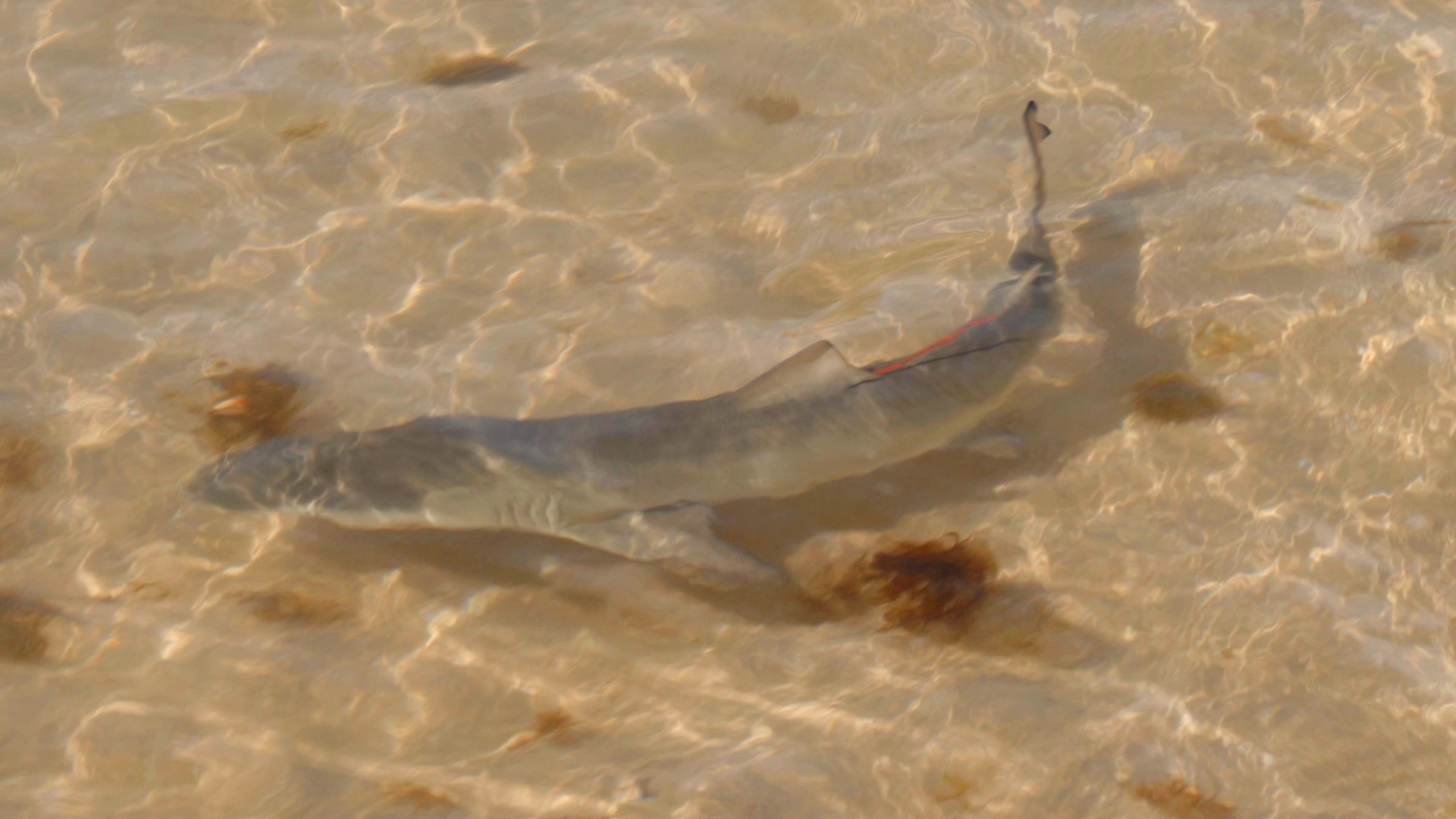 
Pesquisadores lançam campanha para adoção de filhotes de tubarão em Fernando de Noronha
