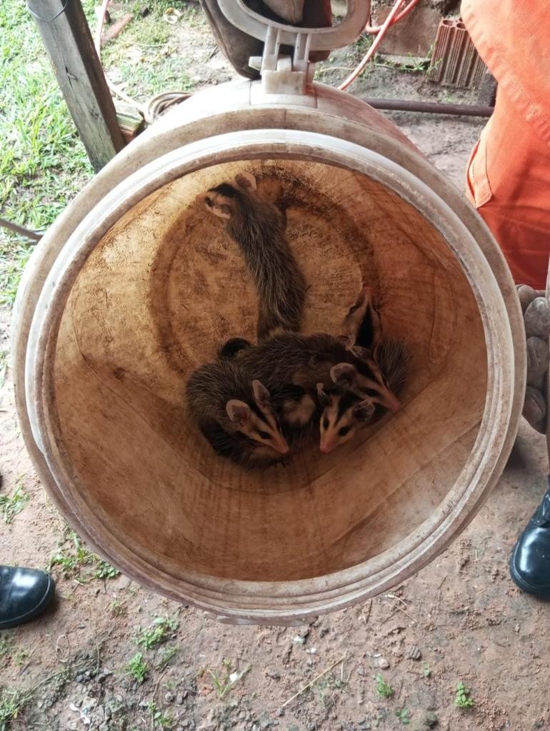 Família de gambás e catita são resgatadas em áreas urbanas de MT