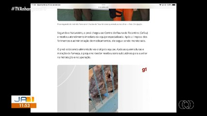 Animal silvestre é resgatado de incêndio em Paraíso do Tocantins