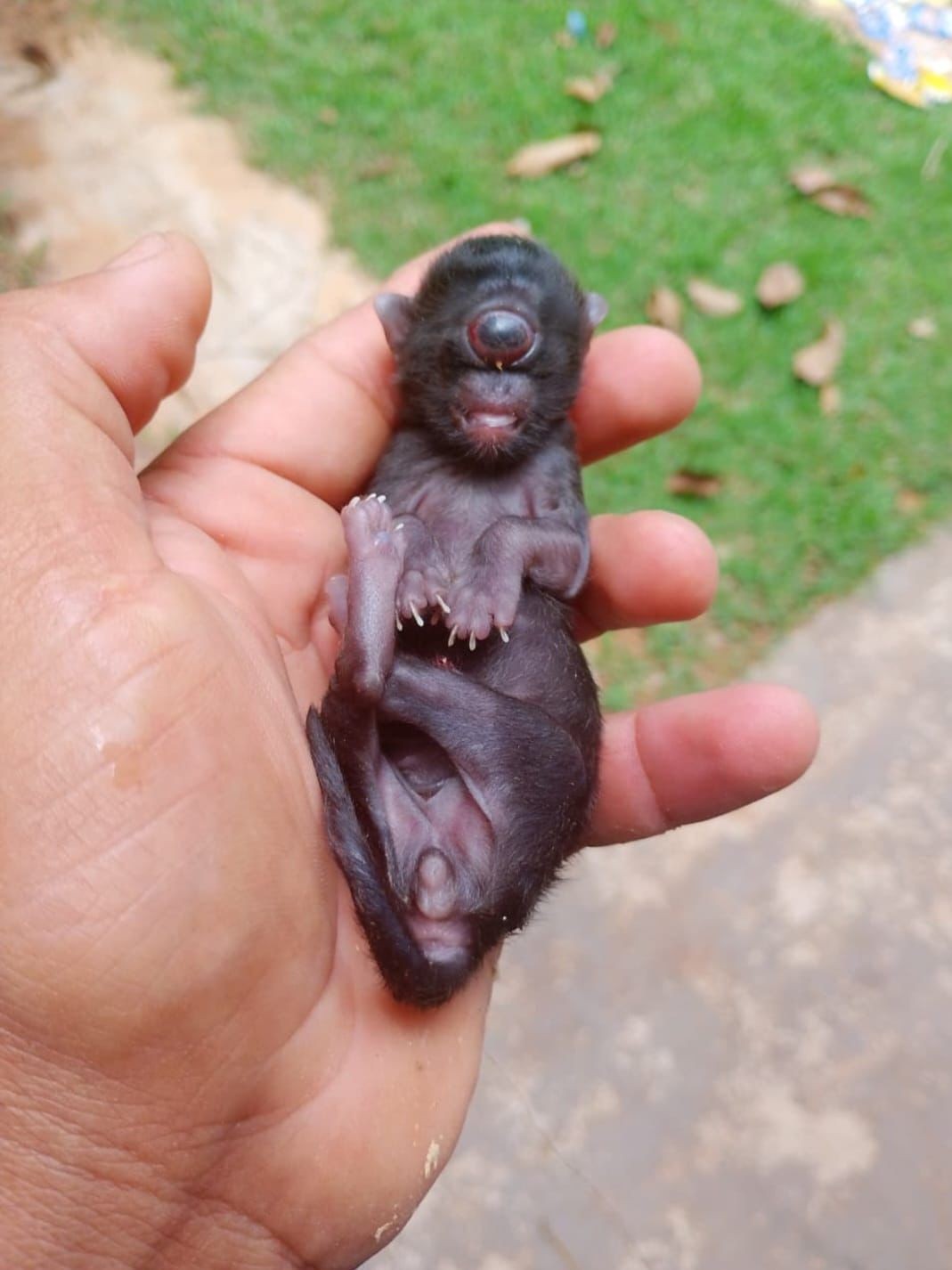 'Gato ciclope': filhote nasce com um olho só em Rondônia