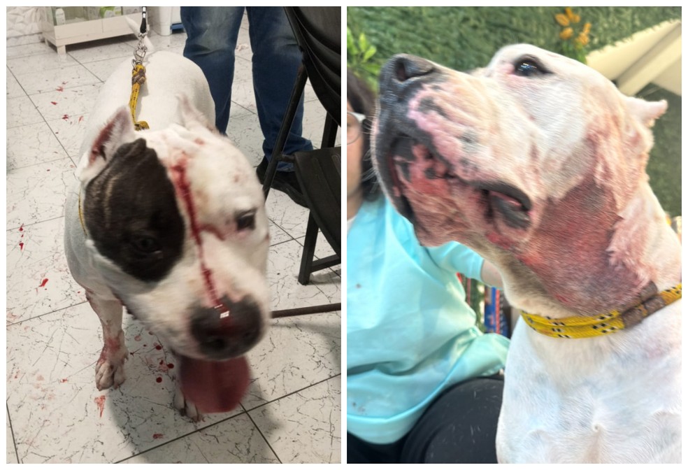 Ragnar tomou 32 pontos na cabe&ccedil;a e precisa de uma nova cirurgia. &mdash; Foto: Montagem/g1/Acervo pessoal