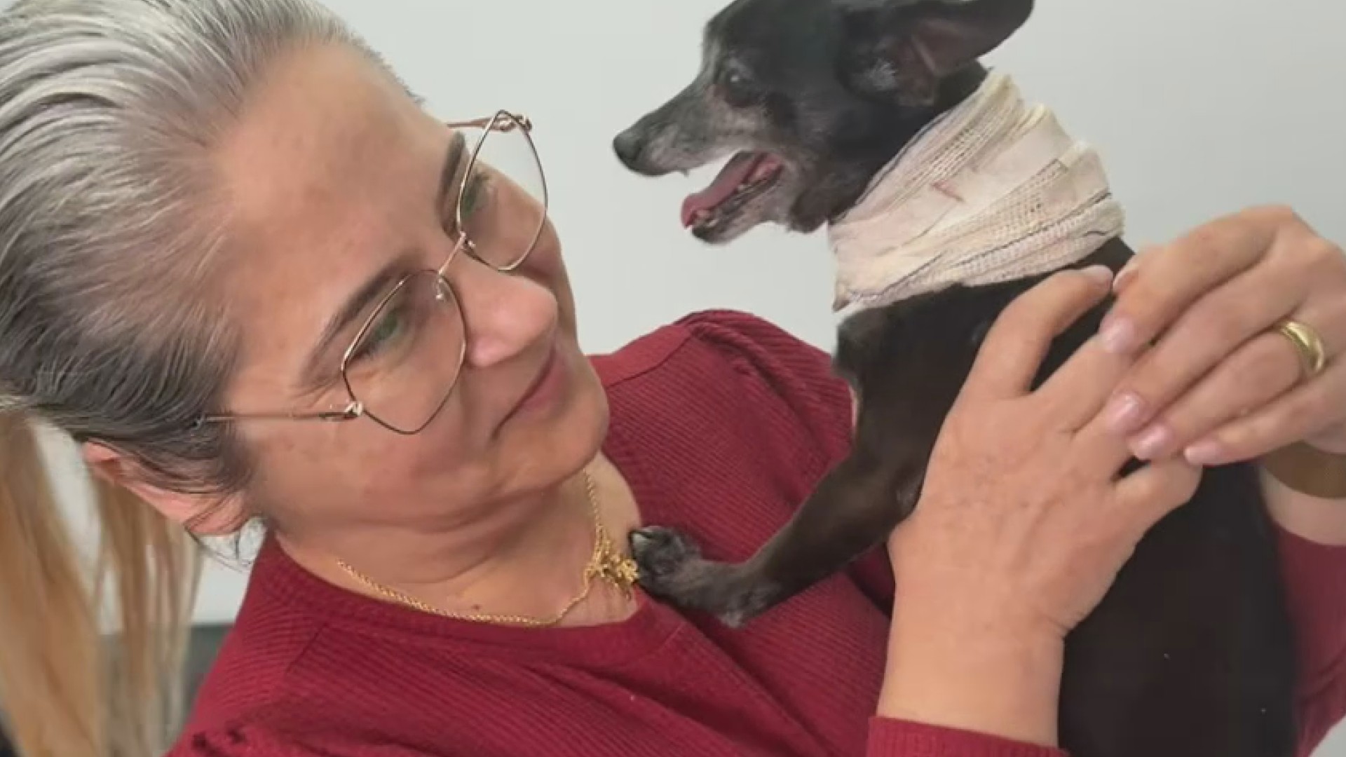 Cachorro idoso ferido é resgatado por policiais e reencontra tutora após recuperação no Paraná