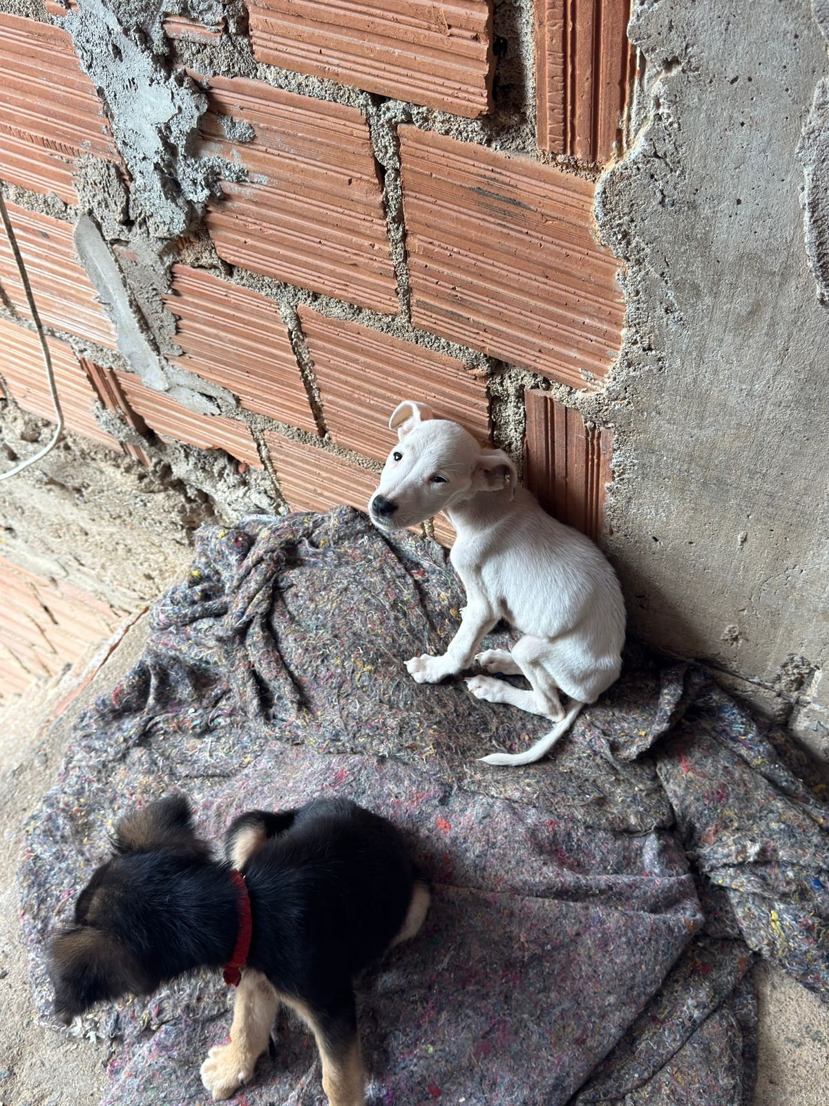 Cães e pássaros em situação de maus-tratos são resgatados em Volta Redonda