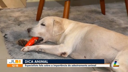'Dica Animal': Especialista fala sobre a importância do adestramento animal