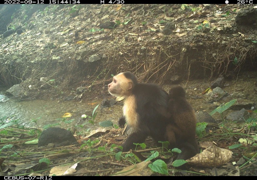 Macacos-prego sequestram filhotes de bugios por tédio; comportamento foi espelhado em 'influenciador'