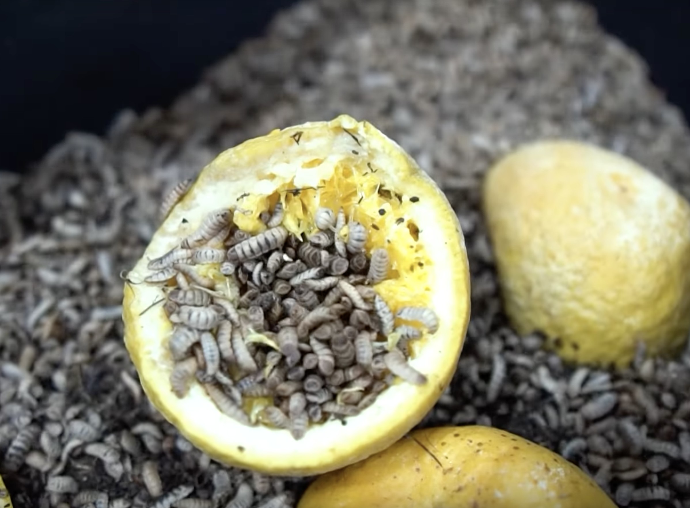 Entenda por que cerveja congela, mas a cachaça, não