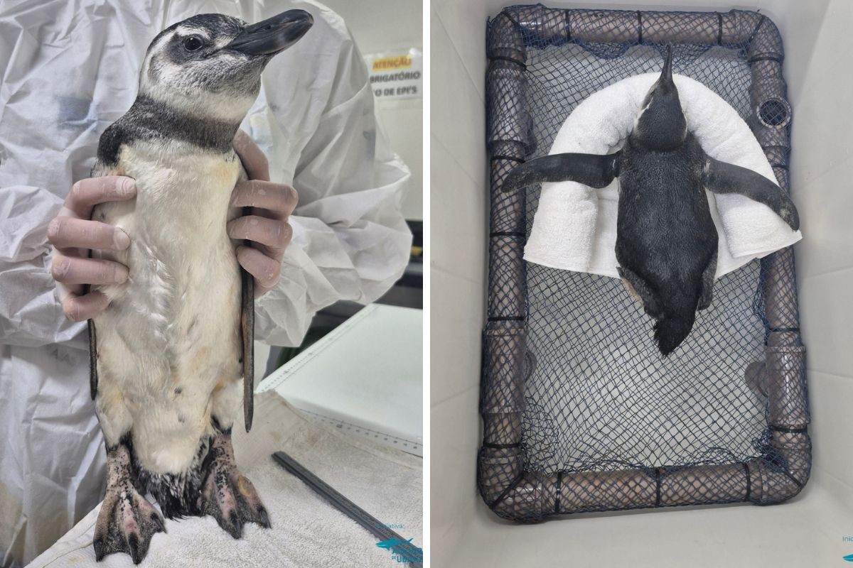 Pinguim encontrado em Ubatuba é resgatado; animal estava magro e com sinais de debilidade