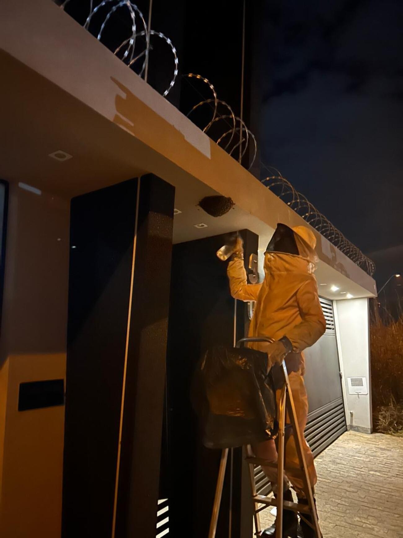 Bombeiros capturam enxame em casa e dão dicas de como proceder nessa situação