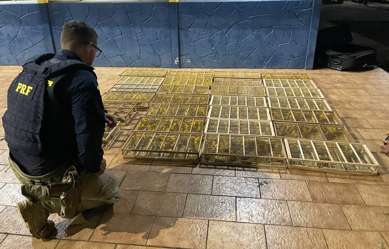 PRF resgata 700 pássaros silvestres dentro de bagageiro de ônibus no sudoeste do Pará