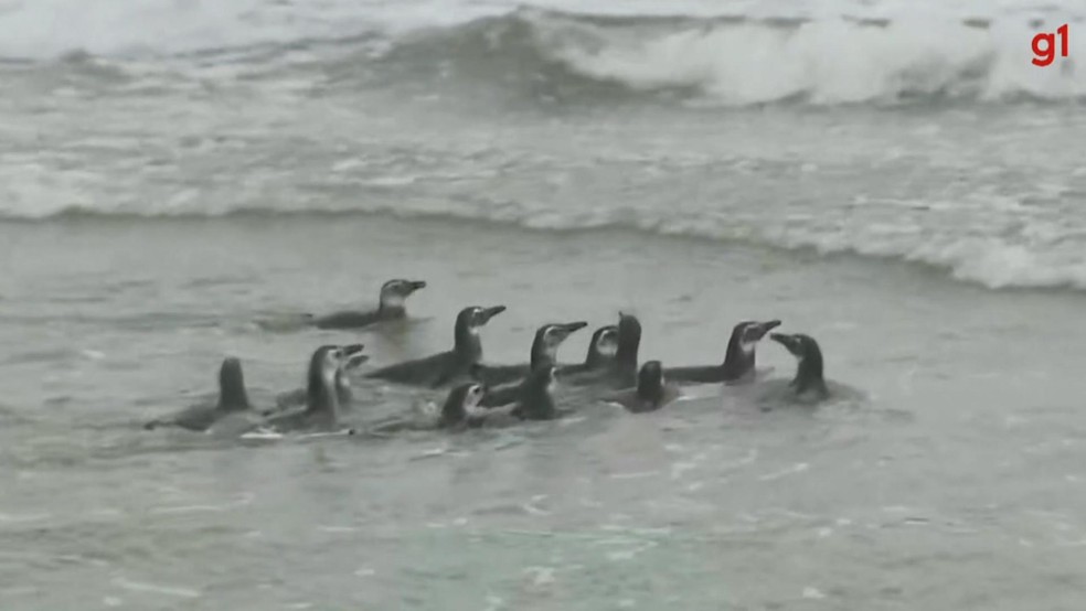 Pinguins e tartarugas são devolvidos à natureza após reabilitação em Rio  Grande; vídeo, Rio Grande do Sul
