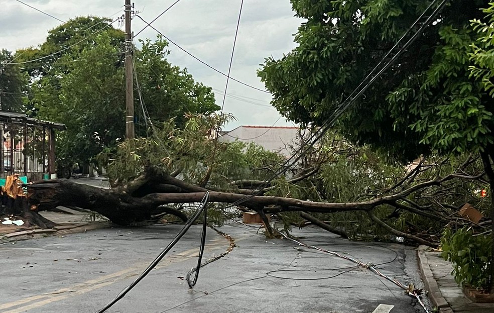 Queda de árvore durante temporal desta quarta (4) bloqueou trecho da Rua Bambuí, no Parque Universitário de Viracopos, em Campinas (SP) — Foto: Defesa Civil/Divulgação